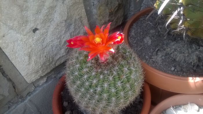 WP_20160617_14_36_48_Pro