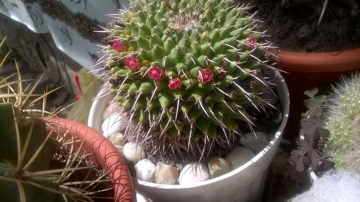 Mammillaria