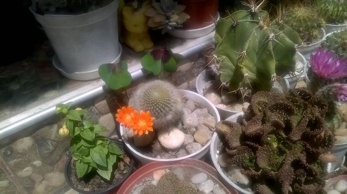 WP_20160618_13_00_34_Pro