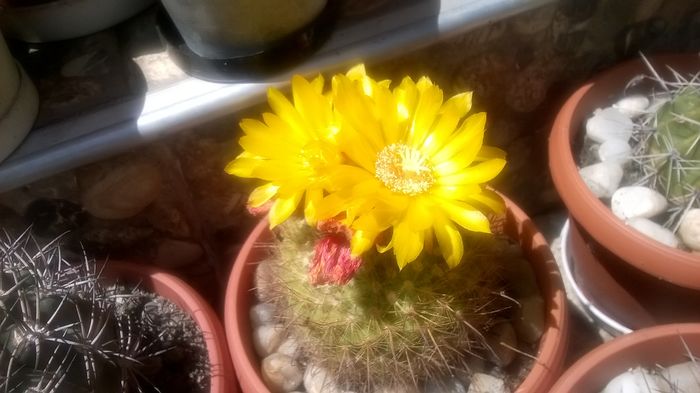 Parodia