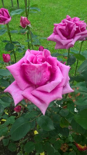 WP_20160619_18_22_06_Pro