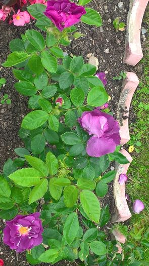 WP_20160619_18_16_35_Pro