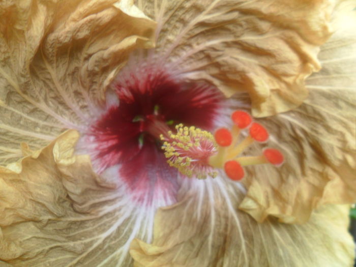 045 - tahitian french toast