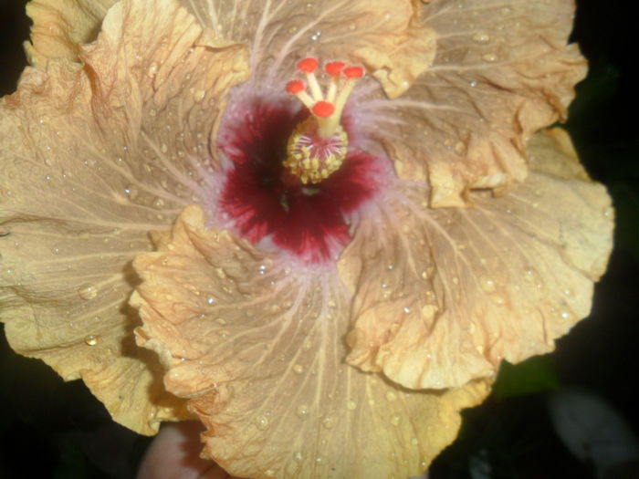 062 - tahitian french toast