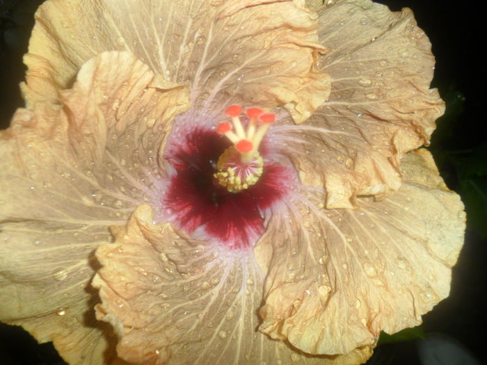 063 - tahitian french toast