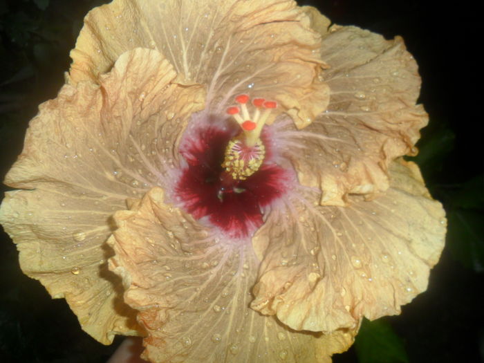 064 - tahitian french toast