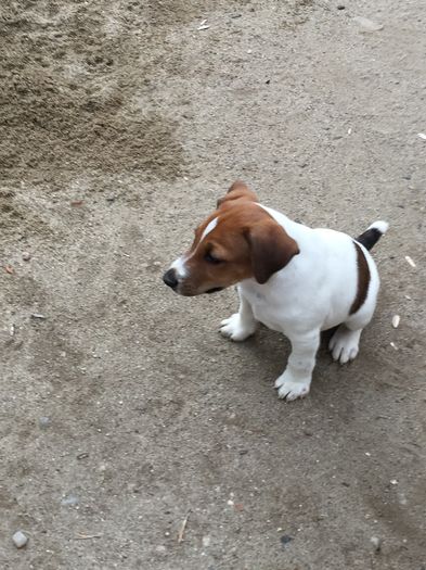 image - 1--fox terrier