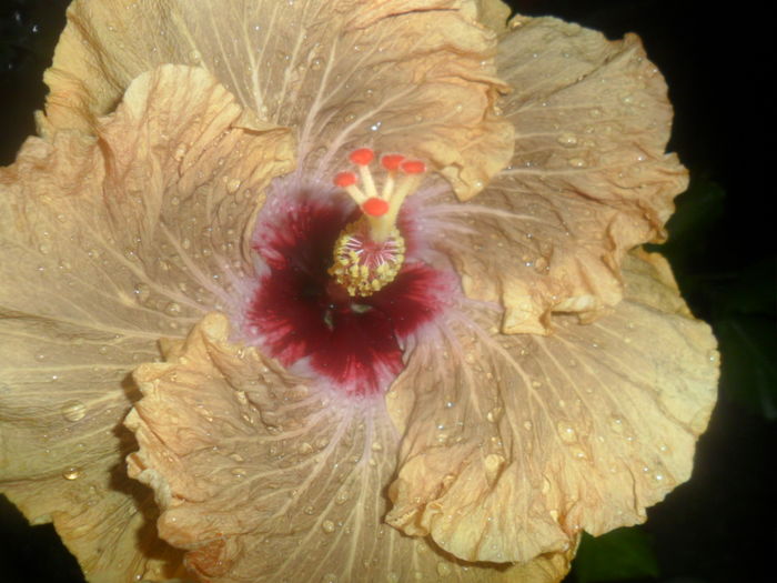 065 - 000-hibiscusi deosebiti