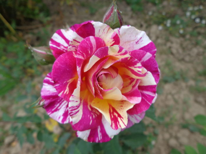 DSC04223 - A-TRANDAFIRI 2016