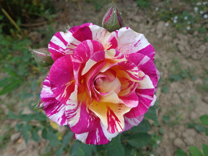 DSC04224 - A-TRANDAFIRI 2016