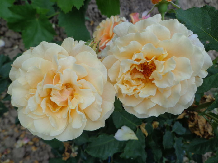 DSC04230 - A-TRANDAFIRI 2016