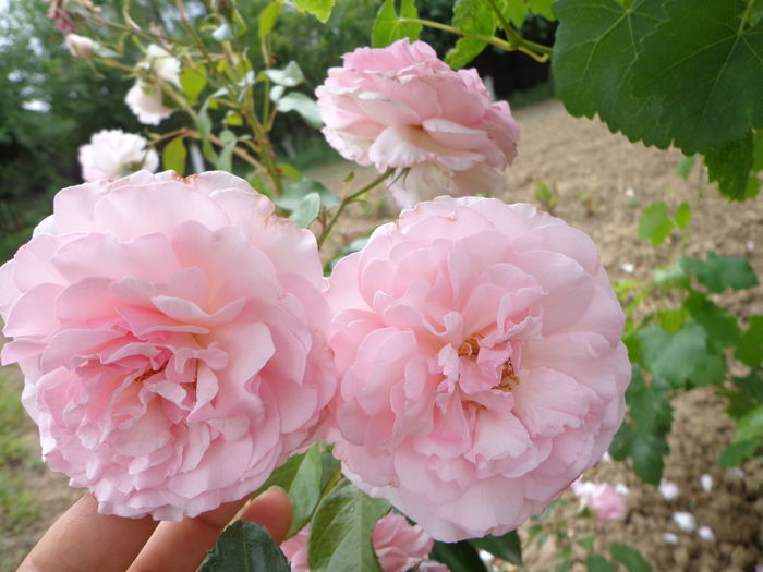 DSC04234 - A-TRANDAFIRI 2016