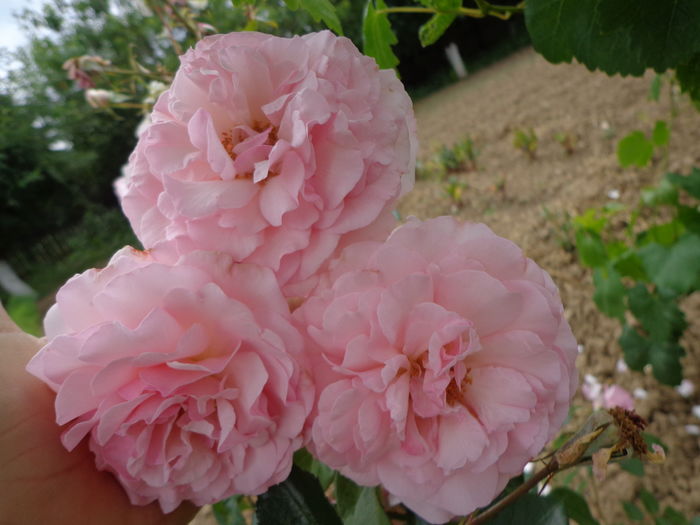 DSC04235 - A-TRANDAFIRI 2016