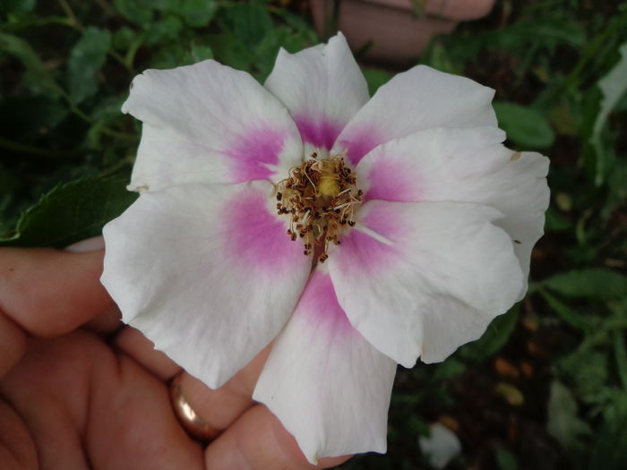 DSC04240 - A-TRANDAFIRI 2016