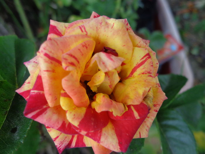 DSC04241 - A-TRANDAFIRI 2016