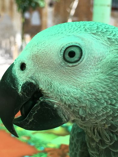 image - papagal Jako --Maya