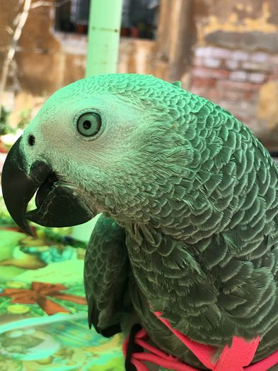 image - papagal Jako --Maya