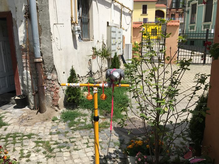 image - papagal Jako --Maya