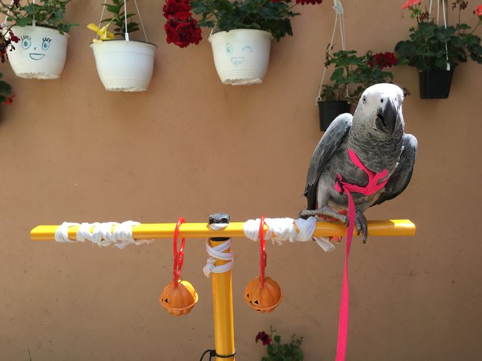 image - papagal Jako --Maya