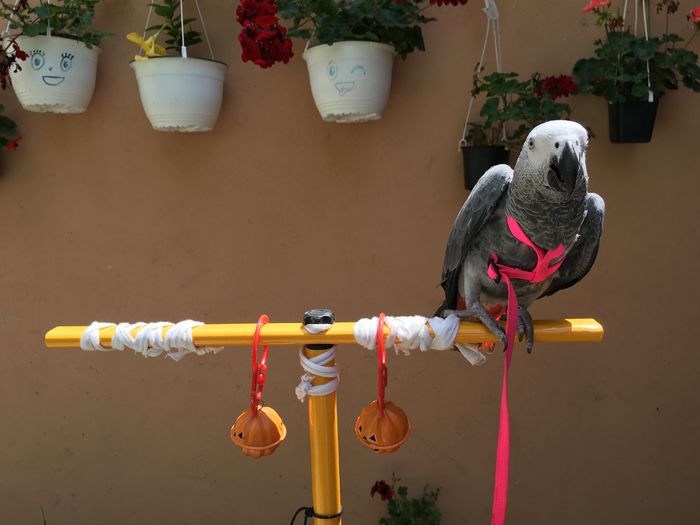 image - papagal Jako --Maya