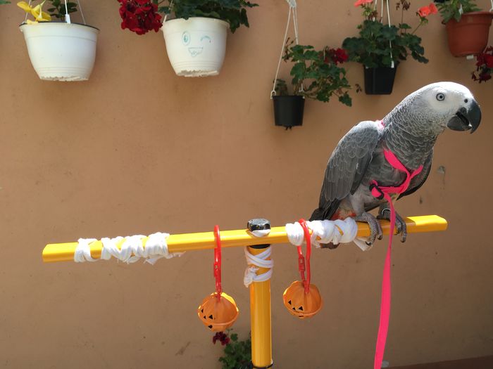 image - papagal Jako --Maya