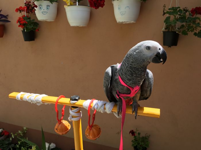 image - papagal Jako --Maya