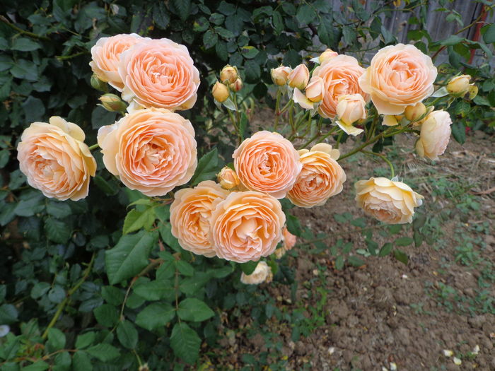 DSC04265 - A-TRANDAFIRI 2016