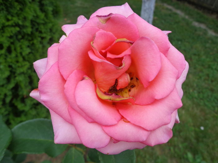 DSC04284 - A-TRANDAFIRI 2016