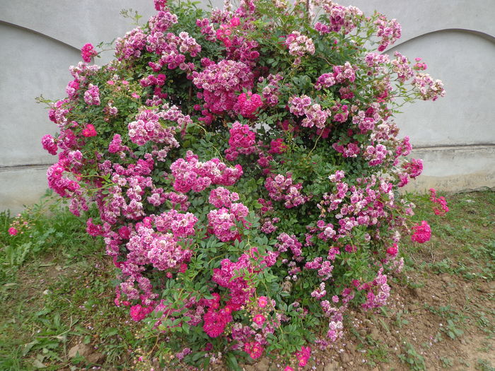 DSC04269 - A-TRANDAFIRI 2016