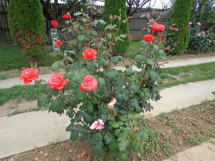 DSC04270 - A-TRANDAFIRI 2016