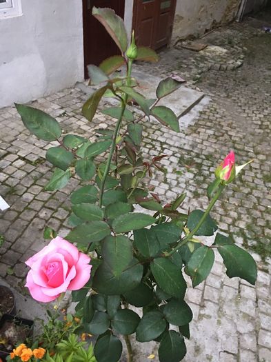 image - Trandafir Copacel Roz