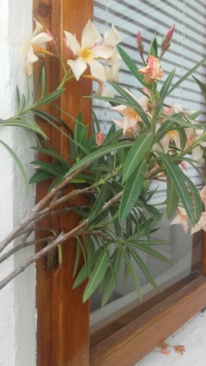 20160617_182942 - gradina