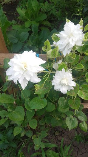 clematis maria sklodowska curie - gradina
