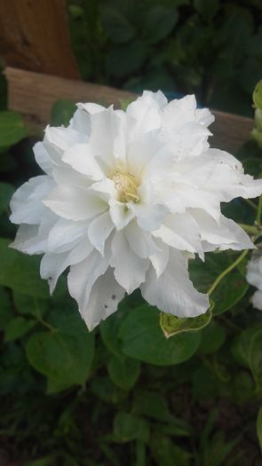 dar florile foarte mici , probabil unde sunt primele - gradina