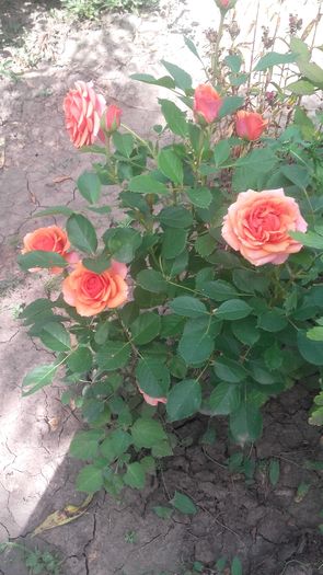 necunoscut de la greeneden - trandafiri 2016