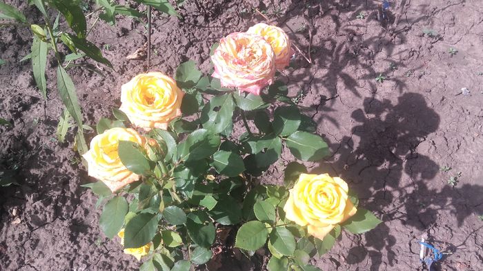 20160617_161501 - trandafiri 2016