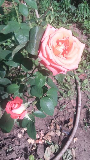 20160617_161527 - trandafiri 2016