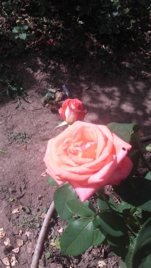 20160617_161533 - trandafiri 2016