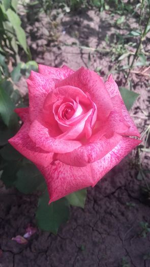 pierre cardin - trandafiri 2016