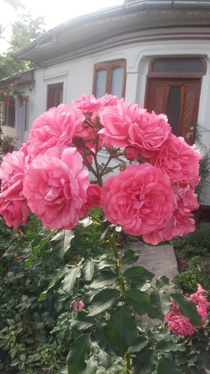 rosarium uetersen - trandafiri 2016