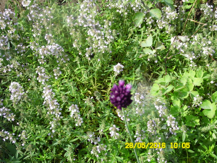 SAM_0805
