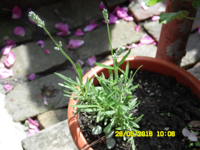 Lavanda