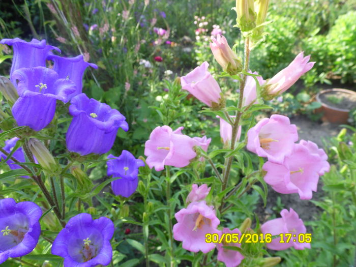 Campanula