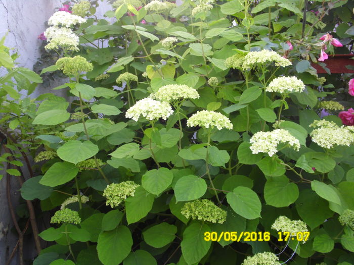 SAM_0825