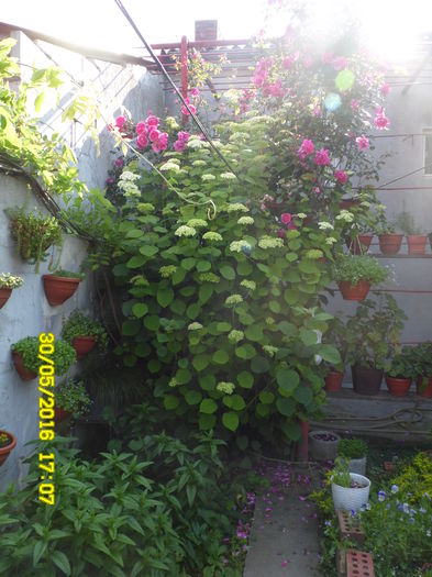 SAM_0826