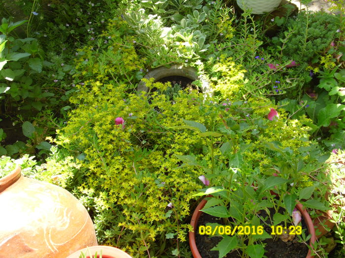SAM_0842