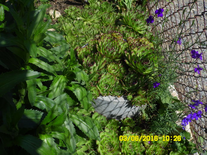SAM_0850