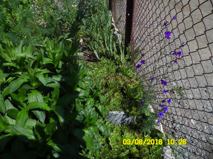 SAM_0851