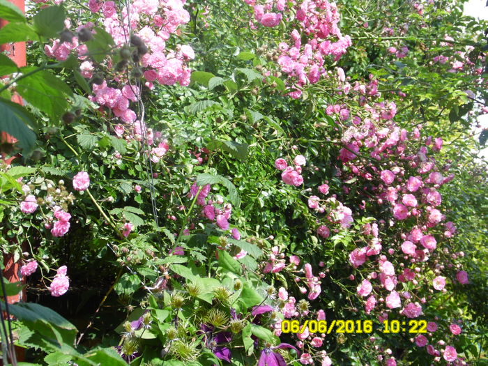 SAM_0858
