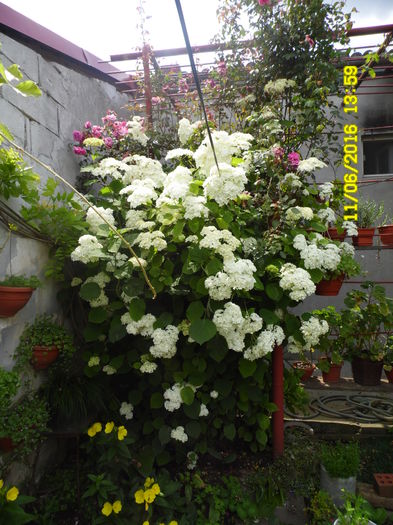 Hortensia annabele